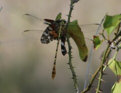 Dromogomphus spoliatus