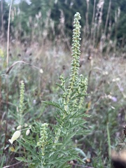 Ambrosia psilostachya