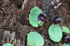 Corybas grumulus
