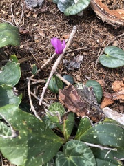 Cyclamen purpurascens