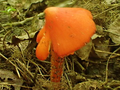 Hygrocybe conica