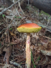 Aureoboletus betula