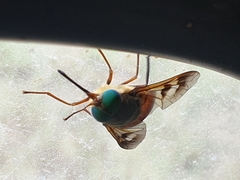 Tabanomorpha