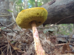 Aureoboletus betula