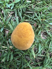 Boletus auripes