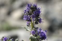 Phacelia sericea