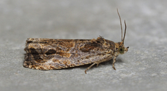 Olethreutes furfuranum