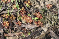 Drosera aberrans