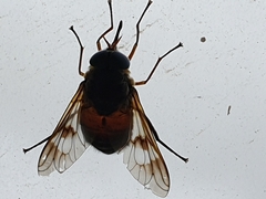 Tabanomorpha