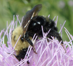 Bombus citrinus