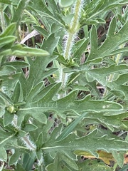 Ambrosia psilostachya