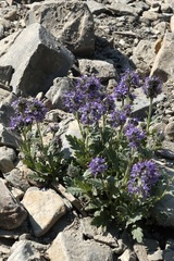 Phacelia sericea