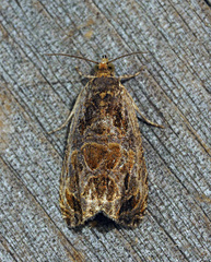 Olethreutes furfuranum