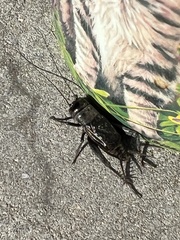 Gryllus pennsylvanicus