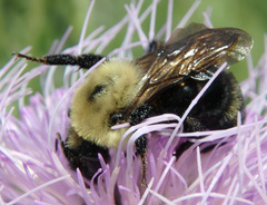 Bombus citrinus