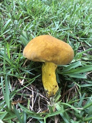 Boletus auripes