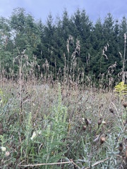 Ambrosia psilostachya