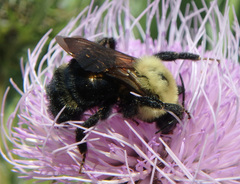 Bombus citrinus