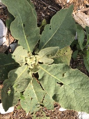 Verbascum thapsus