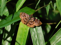 Erynnini