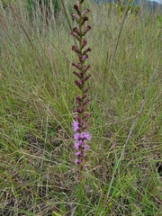 Liatris spicata
