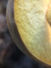 Boletus auripes