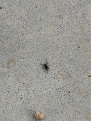 Corinnidae
