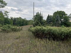 Juniperus communis depressa