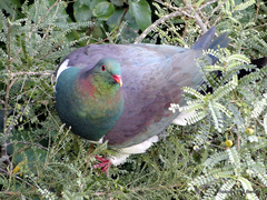 Hemiphaga novaeseelandiae