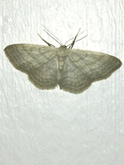 Idaea subsericeata