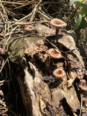 Lentinus crinitus