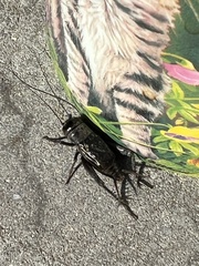 Gryllus pennsylvanicus