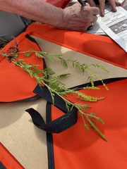 Dysphania ambrosioides