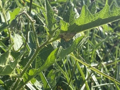 Evergestis pallidata