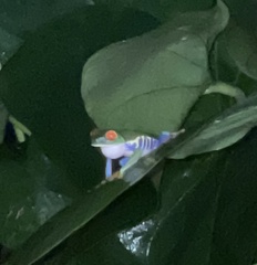 Agalychnis callidryas