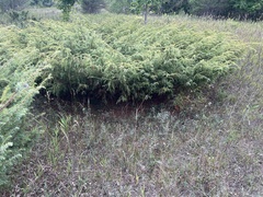 Juniperus communis depressa