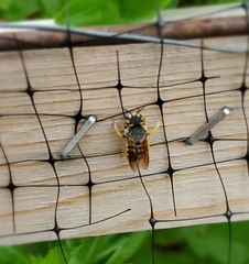 Anthidium oblongatum