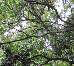 Trogon viridis