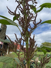 Amaranthus cruentus