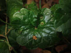 Rondaniola bursaria