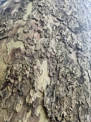 Araneae