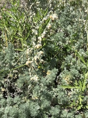 Artemisia frigida