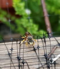 Anthidium oblongatum