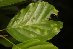 Acalitus brevitarsus