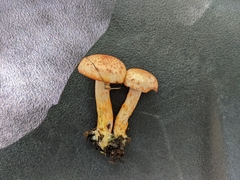 Cortinarius bolaris