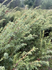 Juniperus communis depressa
