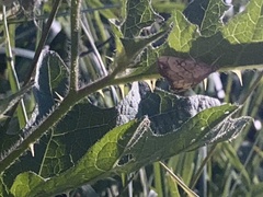 Evergestis pallidata