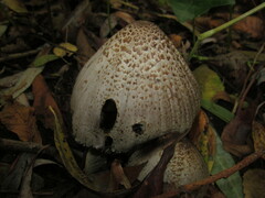 Coprinopsis romagnesiana