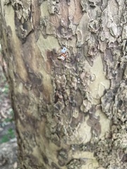 Araneae