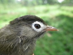 Zosterops lugubris